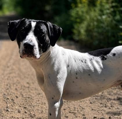 Bentley - Mixed Breed, Medium (up to 44 lbs fully grown) Mix available for adoption at Nova Scotia SPCA in Halifax