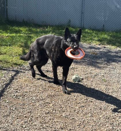 Milo - German Shepherd Mix available for adoption at Nova Scotia SPCA in Halifax