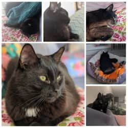 Wishbone - Domestic Shorthair Mix available for adoption