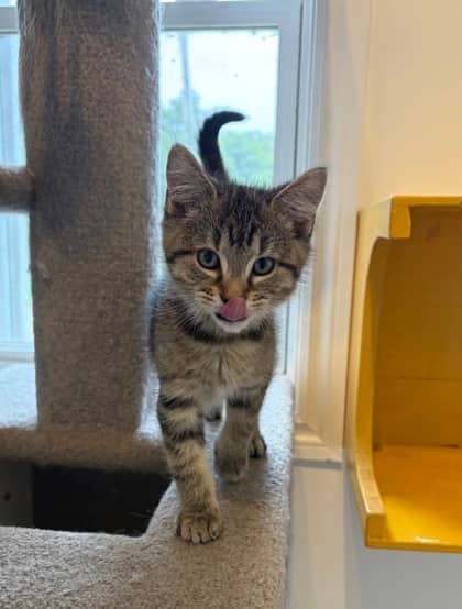 Baloo - Domestic Shorthair Mix cat available for adoption at Nova Scotia SPCA in Halifax