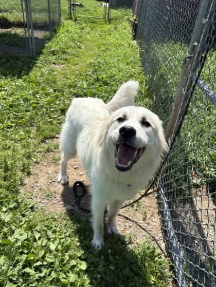 Charlie - Great Pyrenees Mix available for adoption