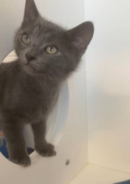 Duncan - Domestic Shorthair Mix cat available for adoption at Nova Scotia SPCA in Halifax