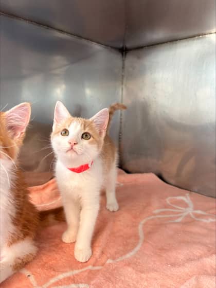 Aspen - Domestic Shorthair Mix cat available for adoption at Nova Scotia SPCA in Halifax