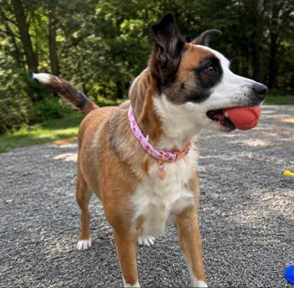 Maggie - Mixed Breed, Medium (up to 44 lbs fully grown) Mix available for adoption