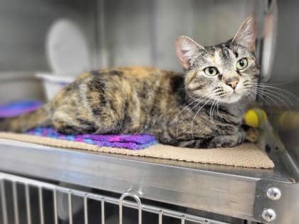 Victoria - Domestic Shorthair Mix available for adoption