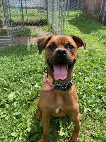 Chase - Boxer Mix available for adoption