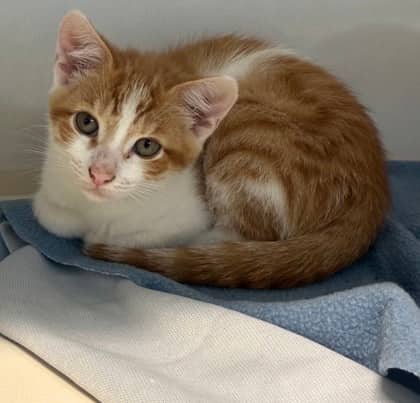 Jughead - Domestic Shorthair Mix cat available for adoption at Nova Scotia SPCA in Halifax