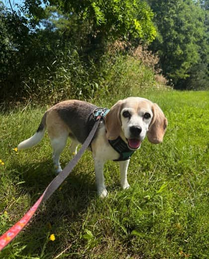 Star - Beagle available for adoption at Nova Scotia SPCA in Halifax