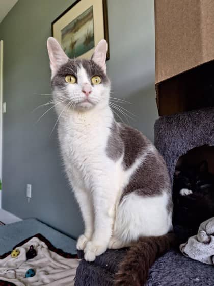 Garden - Domestic Shorthair Mix available for adoption