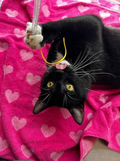 Turbo - Domestic Shorthair Mix available for adoption