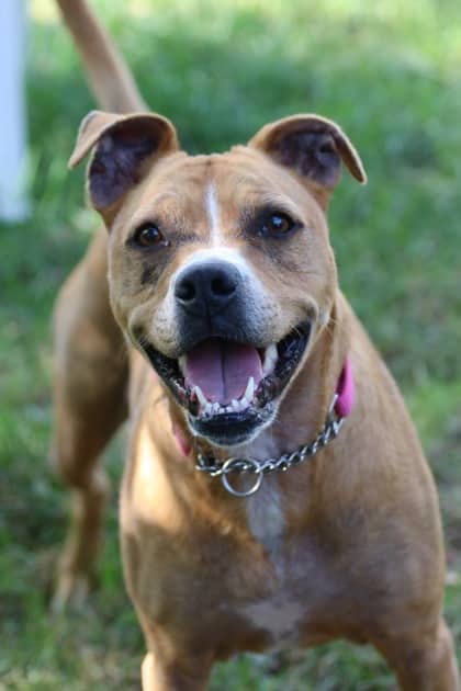 Gemma - Terrier, American Staffordshire Mix available for adoption at Nova Scotia SPCA in Halifax