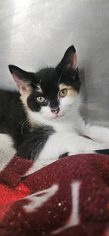 Serrano - Domestic Shorthair Mix available for adoption