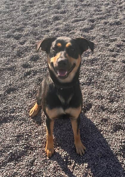 Tawnie - BONDED TO ELLIE - Mixed Breed, Medium (up to 44 lbs fully grown) Mix available for adoption