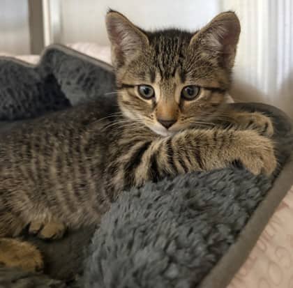 Ethel - Domestic Shorthair Mix cat available for adoption at Nova Scotia SPCA in Halifax