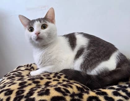 Luna - Domestic Shorthair Mix cat available for adoption at Nova Scotia SPCA in Halifax