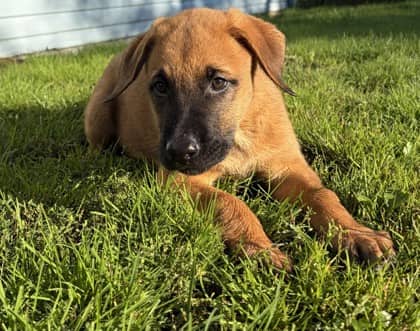 Maverick - German Shepherd Mix available for adoption