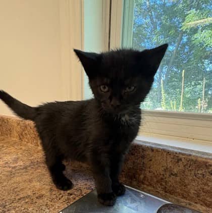 Pablo - Domestic Shorthair Mix cat available for adoption at Nova Scotia SPCA in Halifax