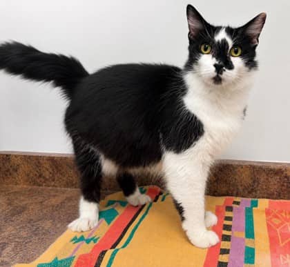 Iggy - Domestic Medium Hair Mix cat available for adoption at Nova Scotia SPCA in Halifax