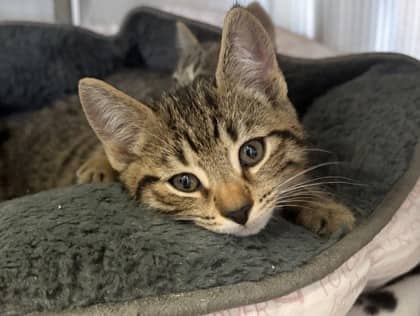 Ricky - Domestic Shorthair Mix cat available for adoption at Nova Scotia SPCA in Halifax