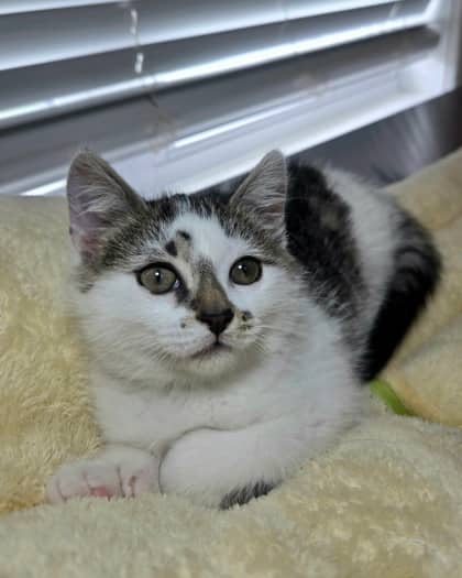 Zorah - Domestic Shorthair Mix available for adoption