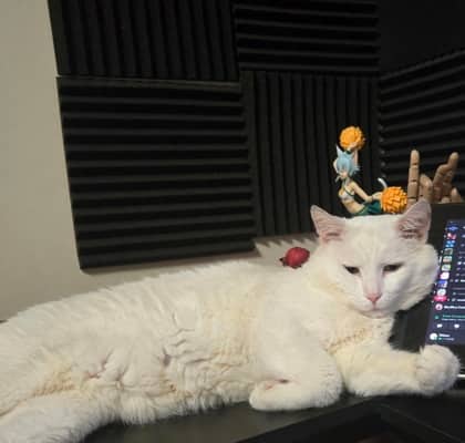 Roxas - Domestic Shorthair Mix cat available for adoption at Nova Scotia SPCA in Halifax