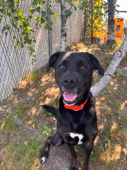 Nash - Retriever, Labrador Mix available for adoption at Nova Scotia SPCA in Halifax