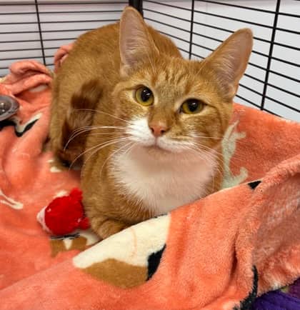 Ember - Domestic Shorthair Mix cat available for adoption at Nova Scotia SPCA in Halifax