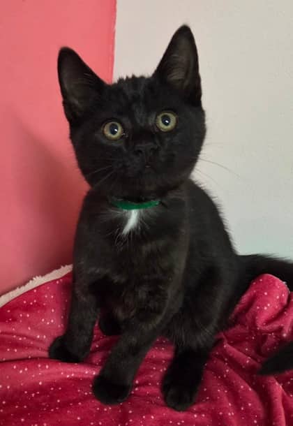 Dr. Frank - Domestic Shorthair Mix cat available for adoption at Nova Scotia SPCA in Halifax