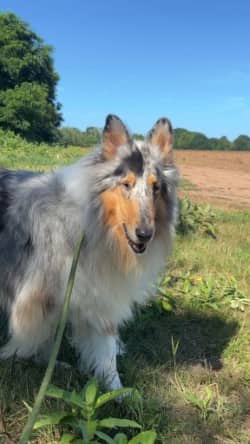 Fisher - Collie, Rough available for adoption