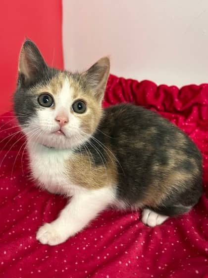 Oceanite - Domestic Shorthair Mix cat available for adoption at Nova Scotia SPCA in Halifax