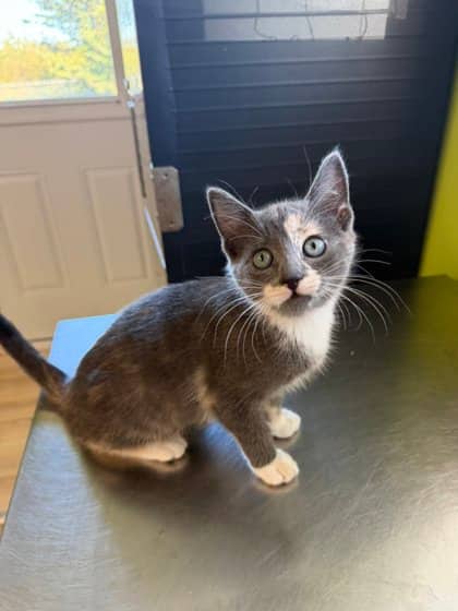 Shaggy - Domestic Shorthair Mix cat available for adoption at Nova Scotia SPCA in Halifax