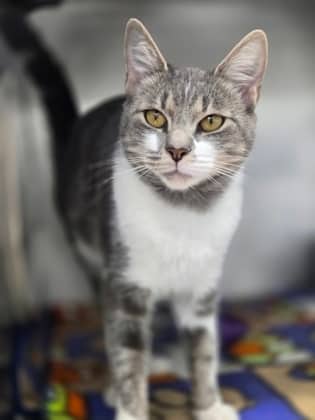 Lily - Domestic Shorthair Mix cat available for adoption at Nova Scotia SPCA in Halifax