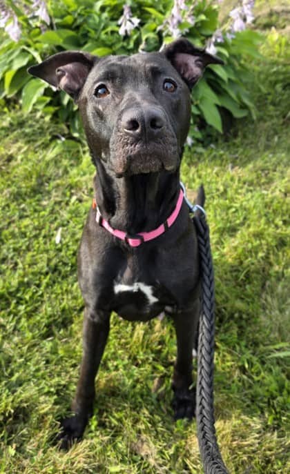 Ariel - Terrier, Pit Bull Mix available for adoption