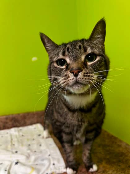 Gru - Domestic Shorthair Mix cat available for adoption in Nova Scotia