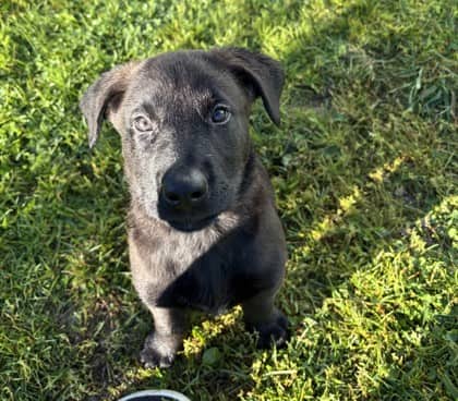 Apollo - German Shepherd Mix available for adoption
