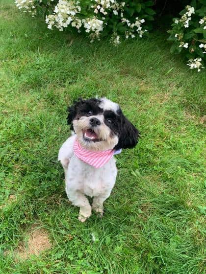 Chico - Shih Tzu Mix available for adoption