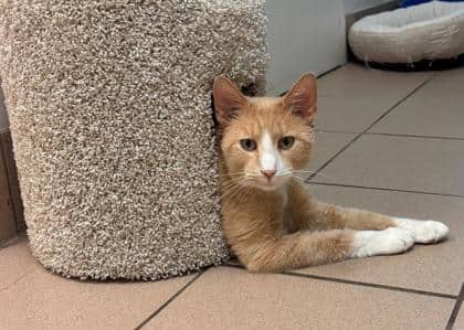 Astro - Domestic Shorthair Mix cat available for adoption at Nova Scotia SPCA in Halifax