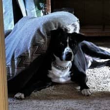Buddy - Terrier, American Staffordshire Mix available for adoption