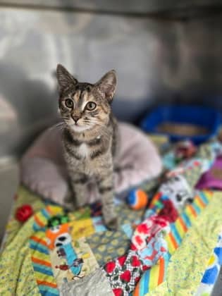 Cinnamon - Domestic Shorthair Mix available for adoption