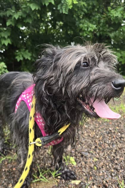 Daisy - Terrier Mix available for adoption at Nova Scotia SPCA in Halifax