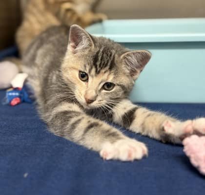 Azalea - Domestic Shorthair Mix cat available for adoption at Nova Scotia SPCA in Halifax