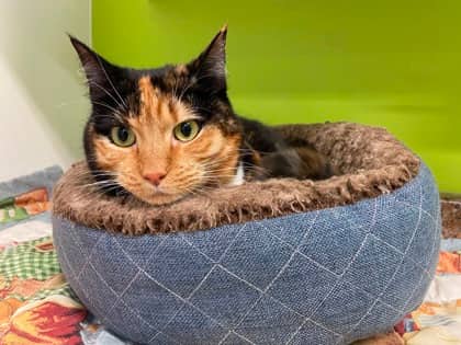 Mellie - Domestic Shorthair Mix cat available for adoption at Nova Scotia SPCA in Halifax