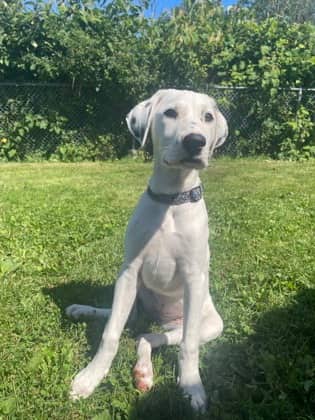 Lady - Dalmatian / Great Pyrenees available for adoption at Nova Scotia SPCA in Halifax
