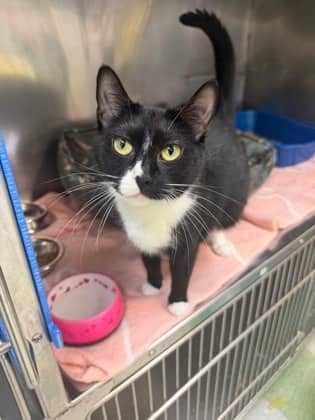 Meehaw - Domestic Shorthair Mix cat available for adoption at Nova Scotia SPCA in Halifax