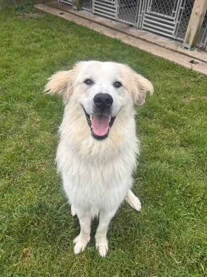 Kamino - Great Pyrenees Mix available for adoption at Nova Scotia SPCA in Halifax