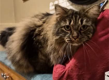 Star - Maine Coon Mix cat available for adoption at Nova Scotia SPCA in Halifax