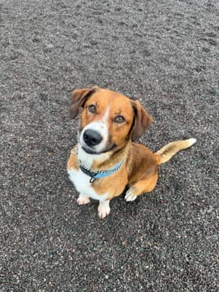 Mater - Labrador Retriever Mix available for adoption