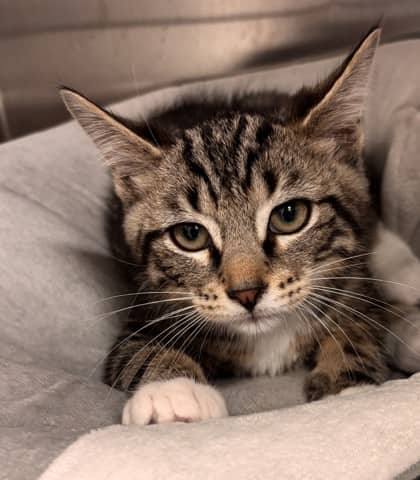 Tyler - Domestic Shorthair Mix cat available for adoption at Nova Scotia SPCA in Halifax