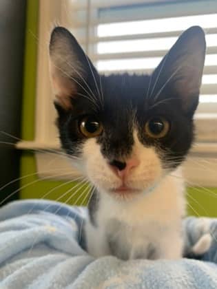 Meek - Domestic Shorthair Mix cat available for adoption at Nova Scotia SPCA in Halifax