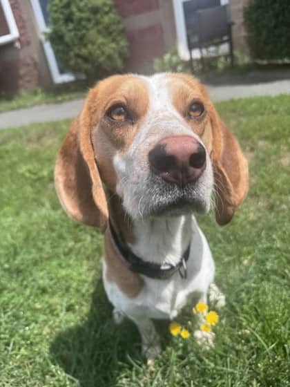 Dozer - Beagle Mix available for adoption
